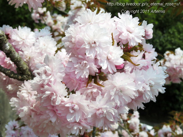 20.4.8 宗堂桜 (62)