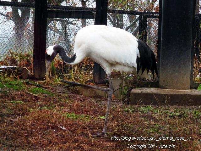 18.11.22.8 丹頂  (1)