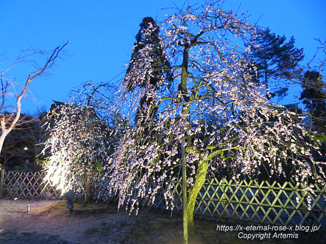 23.3.3. 北野天満宮 (9)