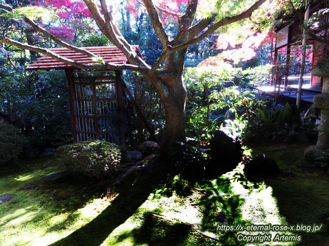 19.11.23.3 桂春院  (13)