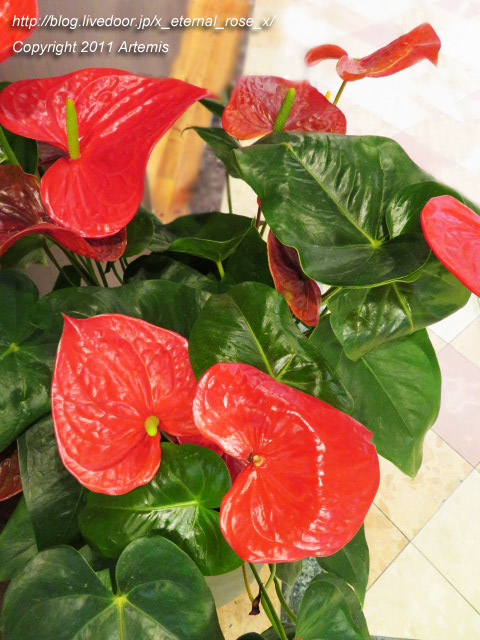 21.5.6.1 ココアンドナッツ  (1)