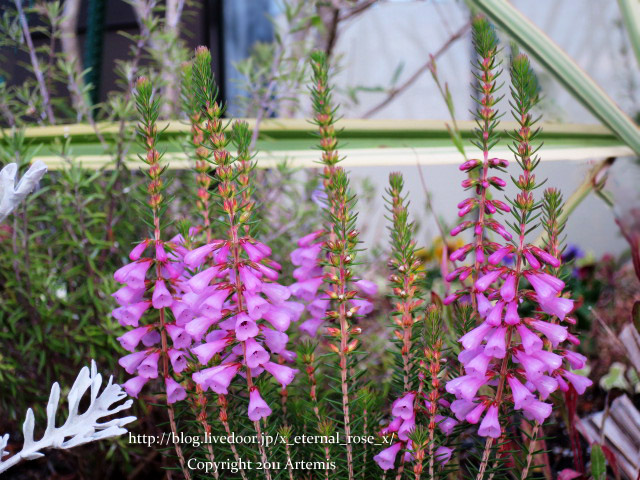 18.11.21 岡山空港 (21)