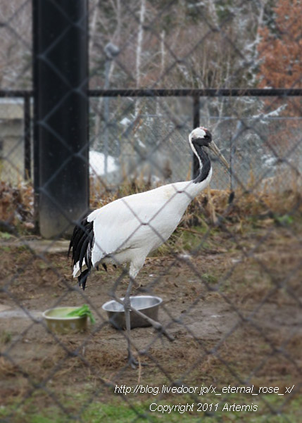 18.11.22.8 丹頂  (28)