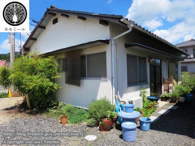 19 カモミール (3)