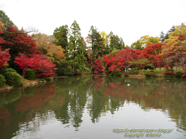 19.11.241 京都府立植物園 (54)