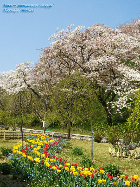 11.4.14.1 半田山植物園 (31)