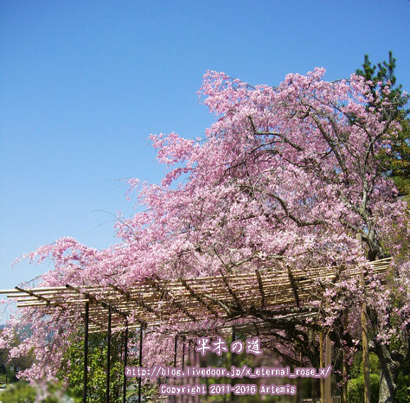 1 京都府立植物園 (6)