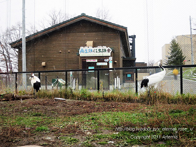 18.11.22.8 丹頂  (5)