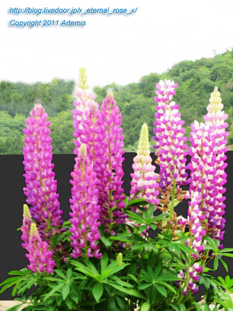 21.5.15 牛窓 海小屋  (52)