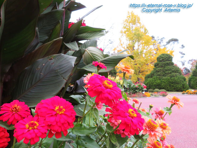 19.11.241 京都府立植物園 (145)