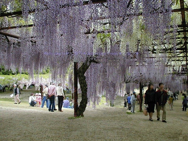 1999年 2005年 岡山県 藤公園 Eternal Rose エターナルローズ 1999年 2005年 岡山県 藤公園 Eternal Rose エターナルローズ