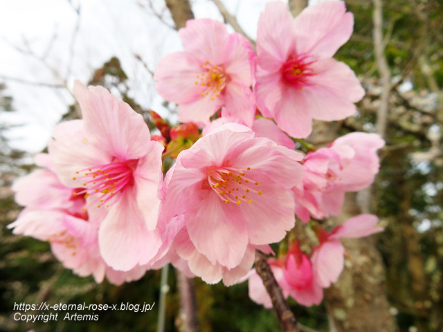 22.3.30.5 長岡公園  (26)