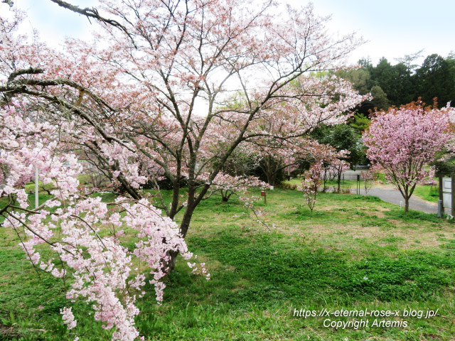 23.4.5 宗堂桜 (70)