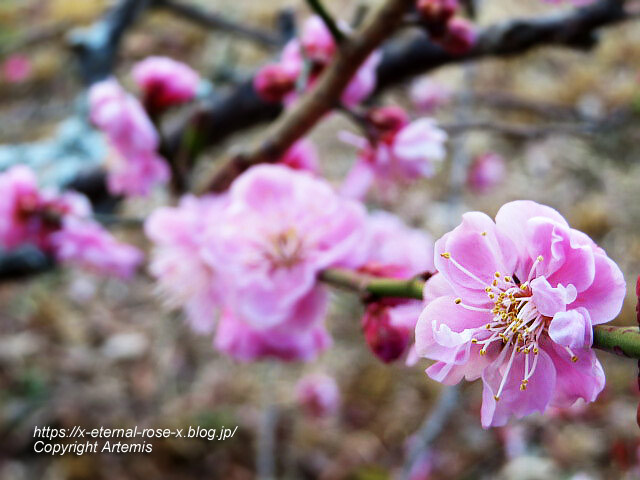 23.3.2.3 長岡公園 梅園 (12)