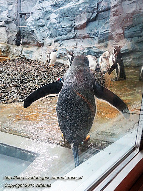 18.11.22.18 旭山動物園  (31)