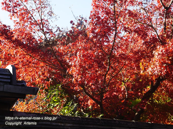 19.11.23.7 妙心寺 退蔵院  (100)