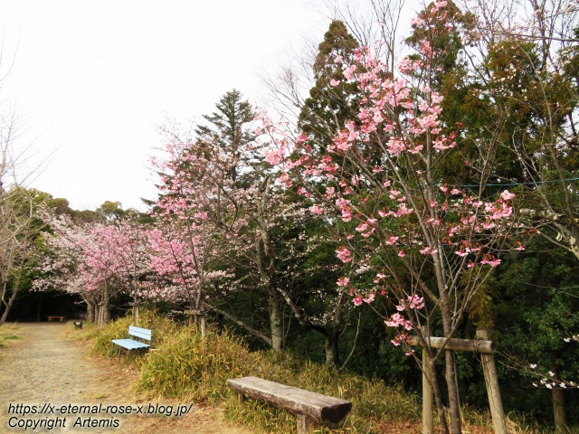 22.3.30.5 長岡公園  (25)