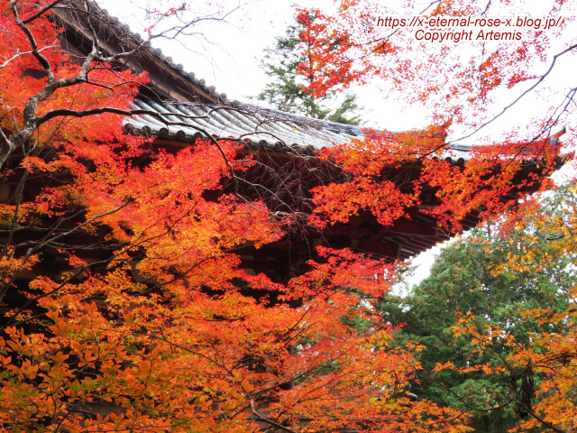 19.11.27 高雄 神護寺  (123)