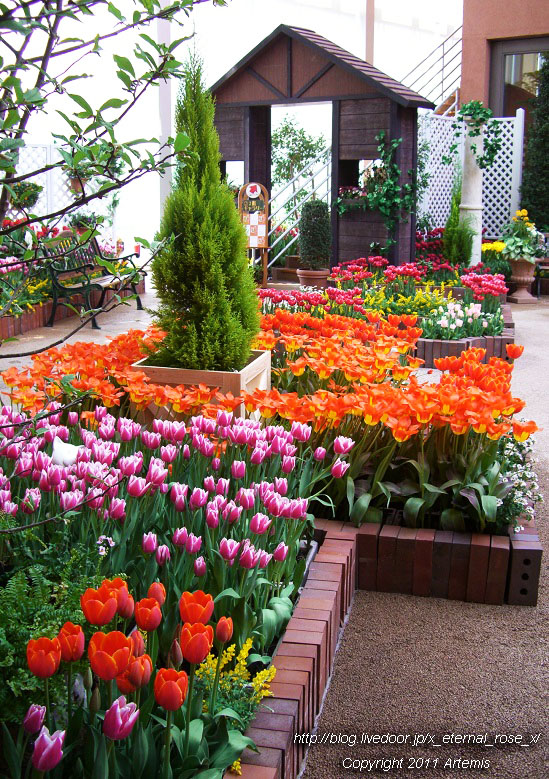 10.4.18 チューリップ四季彩館  (25)