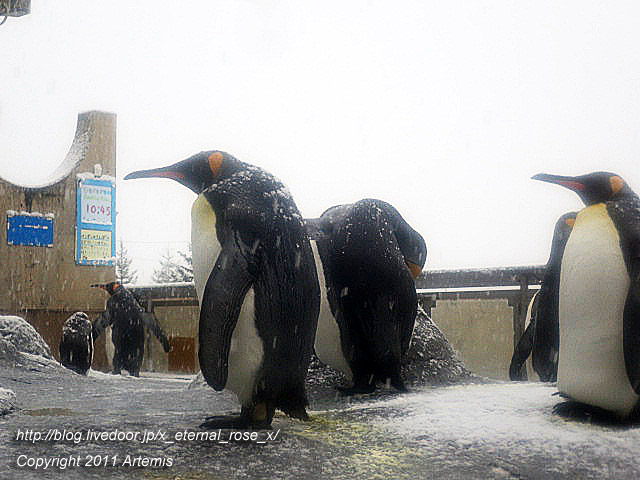 18.11.22.18 旭山動物園  (32)