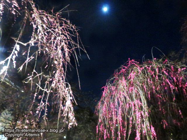 23.3.3. 北野天満宮   (33)