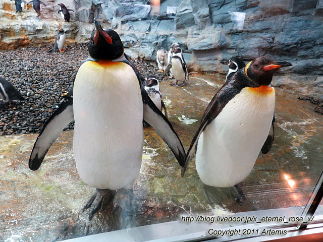 18.11.22.18 旭山動物園  (23)