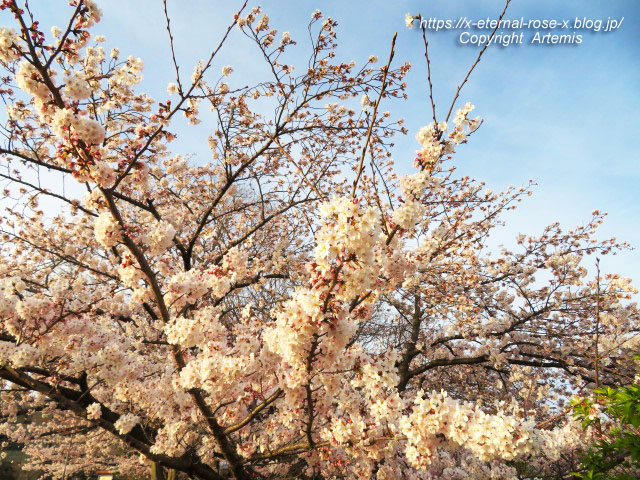 22.3.30.7 八条ケ池 長岡天満宮  (5)