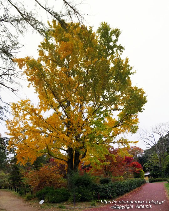 19.11.241 京都府立植物園 (175)