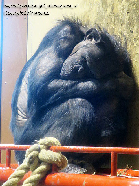 18.11.22.12 旭山動物園  (15)