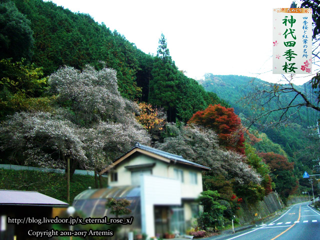 10 神代四季桜  (3)