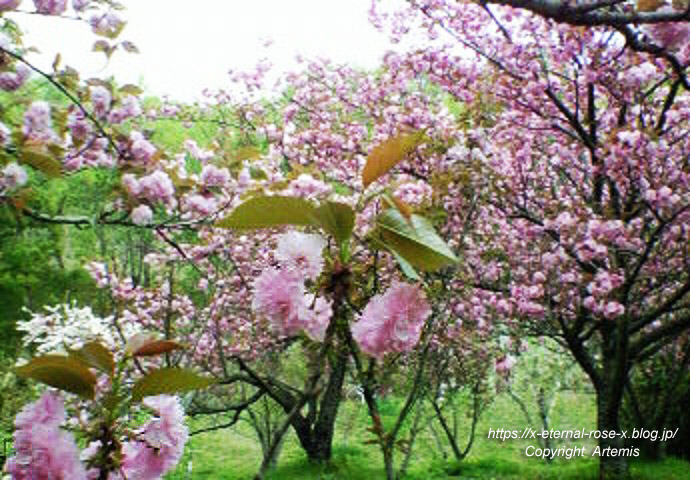 11.4.27 宗堂桜  (16)