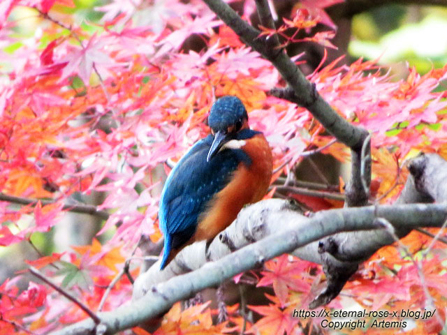 19.11.241 京都府立植物園 (41)