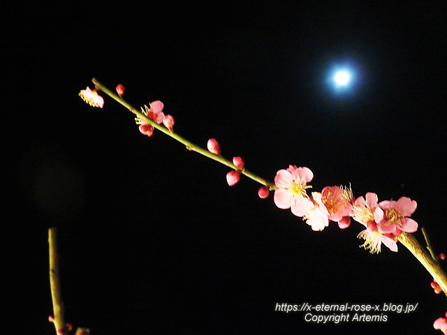23.3.3. 北野天満宮   (92)