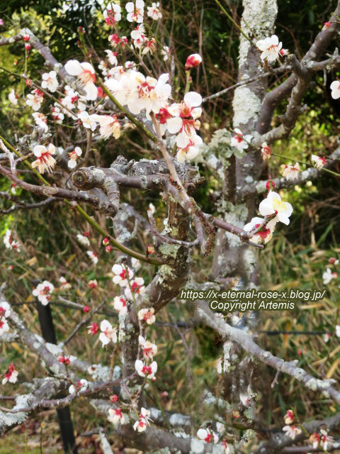 23.3.2.3 長岡公園 梅園 (24)