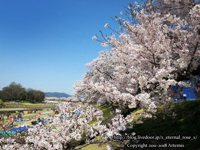 岡山さくらカーニバル 旭川さくらみち 18 Eternal Rose エターナルローズ 岡山さくらカーニバル 旭川さくらみち 18 Eternal Rose エターナルローズ