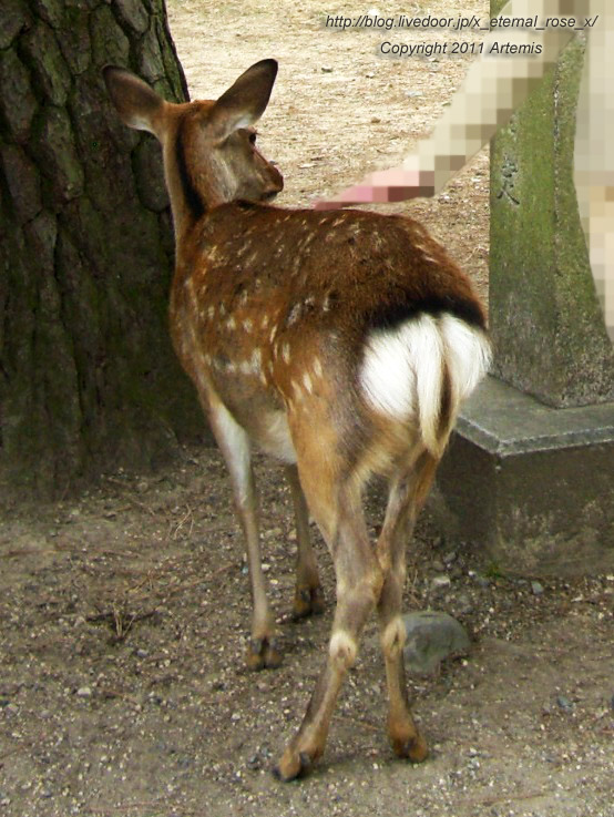 10.10.17 奈良公園 (3)