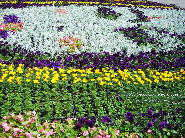 10.4.18 チューリップ四季彩館  (11)