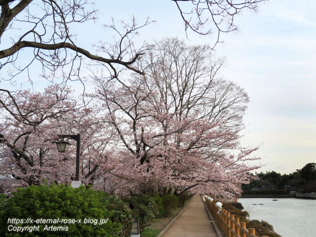 22.3.30.7 八条ケ池 長岡天満宮  (24)