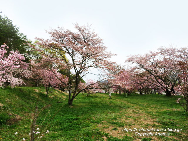 23.4.5 宗堂桜 (33)