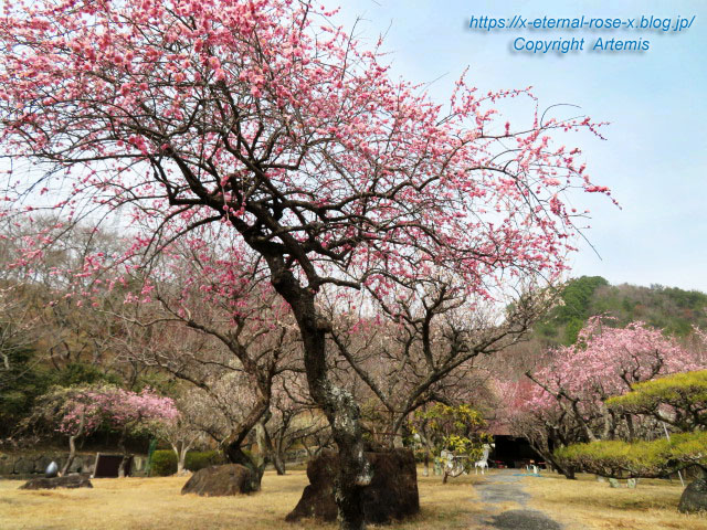 22.3.15 山麓窯  (24)