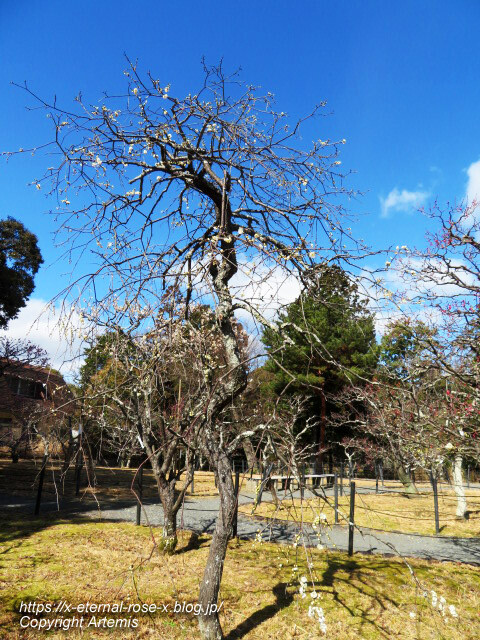 23.3.2.3 長岡公園 梅園 (19)
