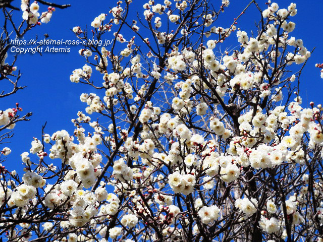 23.3.2.4 長岡天満宮 (23)