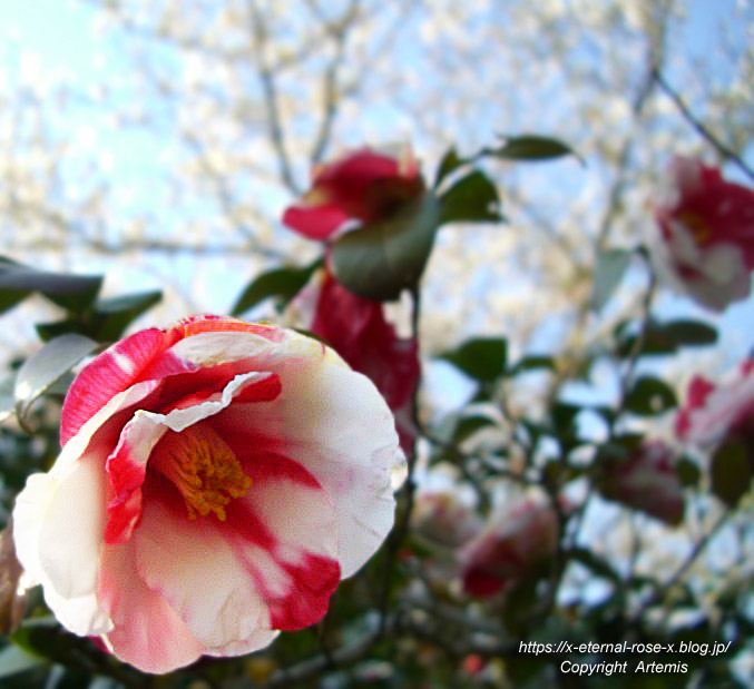 11.4.14.1 半田山植物園  (118)