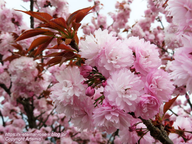 23.4.5 宗堂桜 (2)