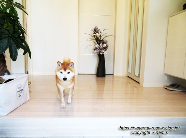 22.5.14 ラプチメゾン (6)