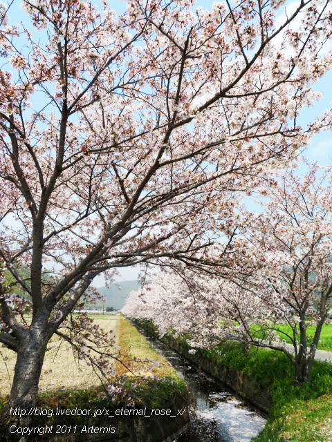 20.4.8.3 瀬戸町大内 桜  (15)