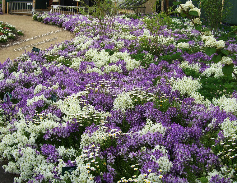 27 おかやま花だより  (10)