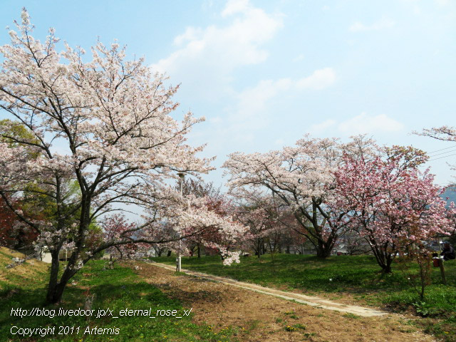20.4.8 宗堂桜 (51)