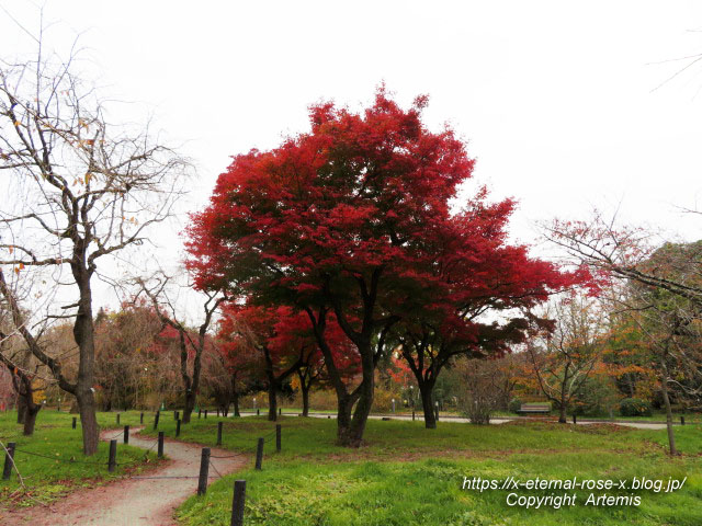 19.11.241 京都府立植物園 (59)