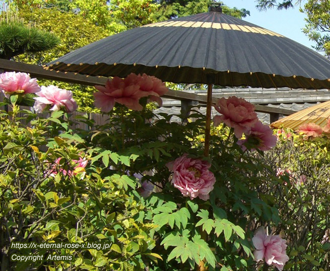 11.5.5.3 旧野﨑家住宅 野﨑家塩業歴史館  (59)